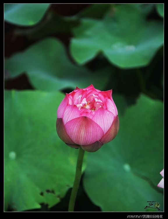 DSC_1689_nEO_IMG_nEO_IMG.jpg
