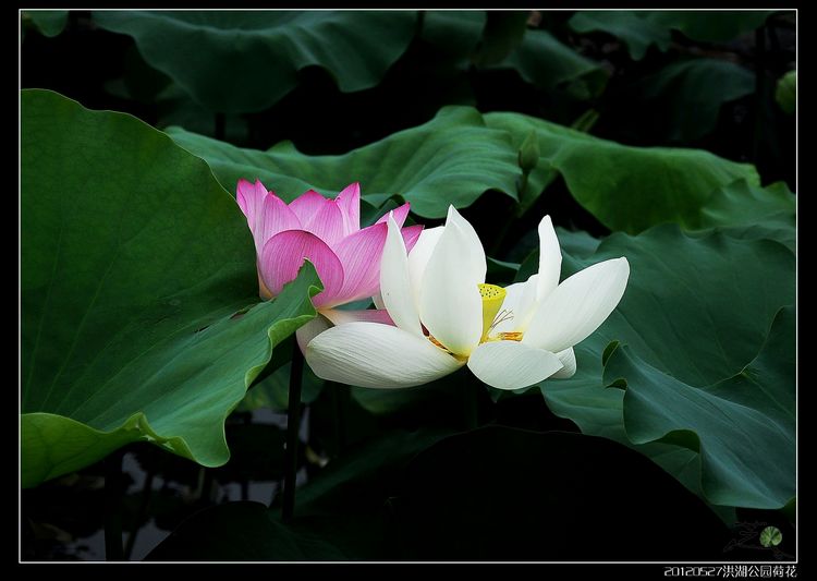 DSC_2171_nEO_IMG_nEO_IMG.jpg