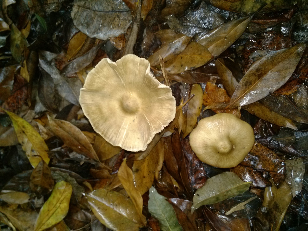 IMG_20121125_115039.jpg